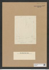 Actinocyclus niagarae H. L. (de-Toni-Nr.: Genus 195, Species 4787) Zeichnungen Sammlung Grunow Nr. 8432 (NHMW-BOT-W0377881)